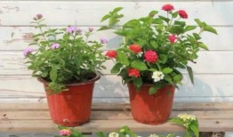 锦州饭店爆料视频最新版,揭露惊人内幕，真相令人震惊！